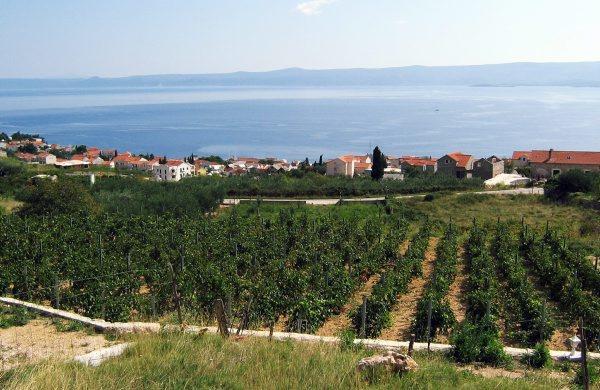 Holiday Home Vineyard House بول المظهر الخارجي الصورة